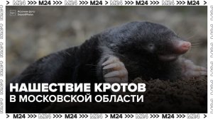 Нашествие кротов зафиксировали в Московской области - Москва 24в Московской области
