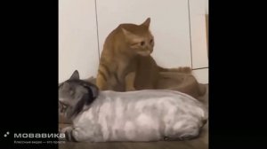 Котики №4
