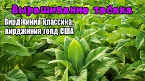 Выращиванию табак день 1