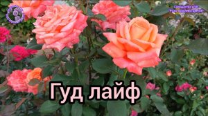 РОЗА ГУД ЛАЙФ.