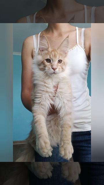 Коржик🥰
Мальчик Мейн Кун