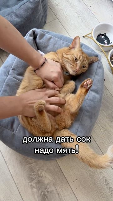 жамкаем