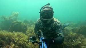 Seabass England spearfishing 2026.08