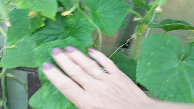 09-08-2026 Утро доброе! Цыплята переночевали отлично! Белокрылка и паутинный клещ сдохли- огурцы  ок