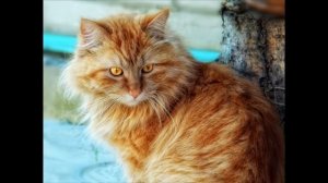Марина Урусова. Мурзик Второй