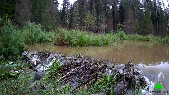 Цапля на бобровой плотине возле пещеры Ледяной Сказ.