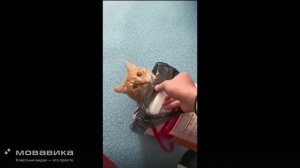 Котики №3