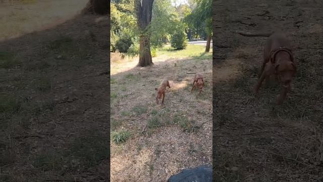 МОИ ВЕНГЕРЫ, ДВА СОЛНЦА РЯДОМ