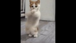 котята танцуют