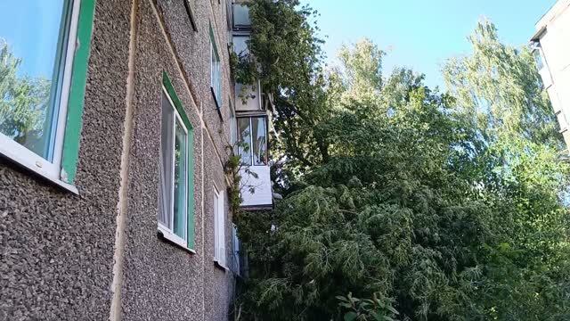 Огромное дерево упало на жилой дом после урагана в Орле