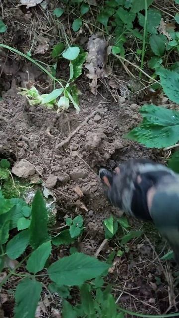 Лесной коп, как он есть. #коп #металлокоп #копвлесу #поискстарены