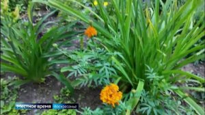 В Иркутске взялись за клумбы, которые пустуют десятилетиями