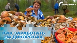 Миллионы россиян ушли в леса за дикоросами. Как правильно зарабатывать на грибах и ягодах?