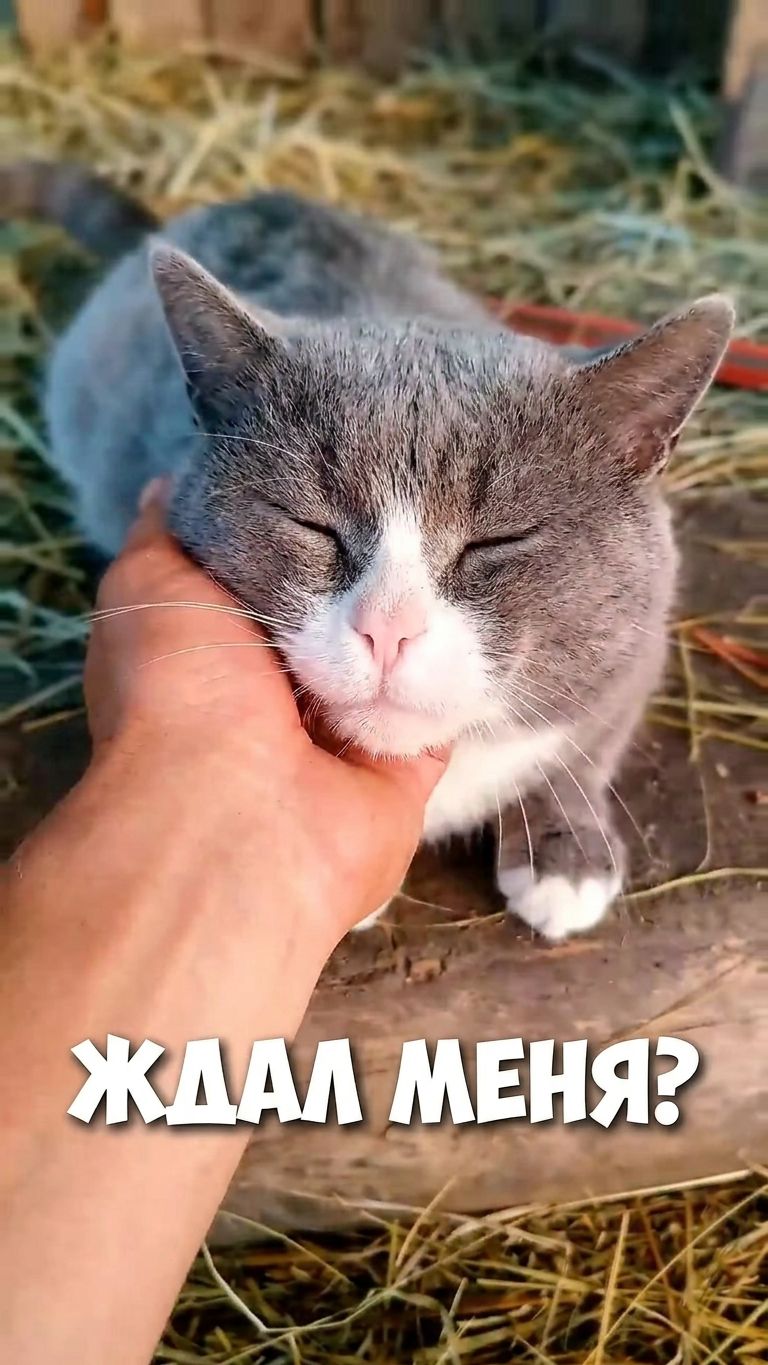 ЖДАЛ МЕНЯ, КОТЯРА? 😂
