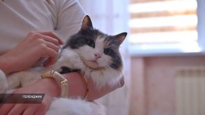 Международный день кошек
