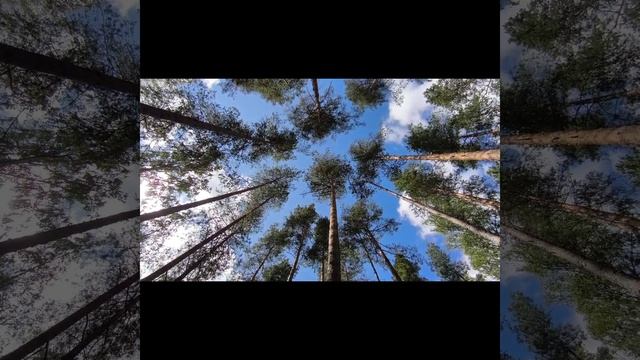 Как я собираю чернику