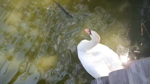 Даёт любоваться собой.Прекрасный лебедь 🦢