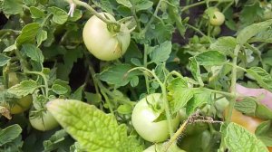 🍅🍅🍅Помидоры,🍅