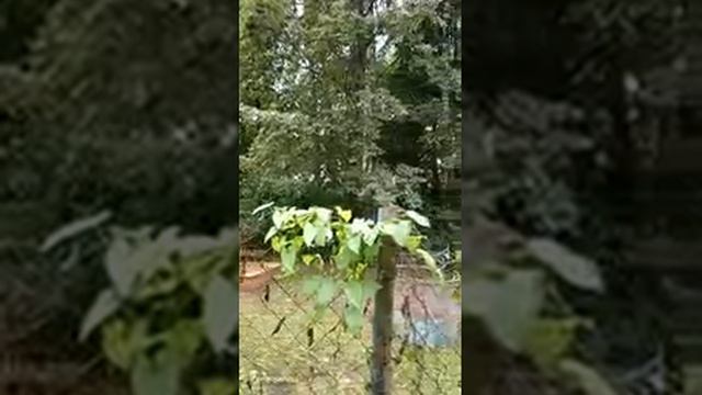 ВСЕМ СМОТРЕТЬ КАКОЙ ПОЗОР