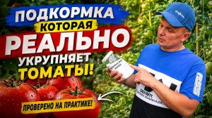 Подкормка томатов, которая укрупняет плоды(реально работает)