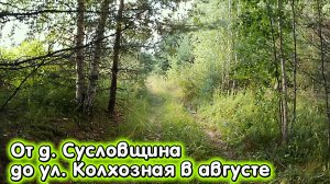 От деревни Сусловщина до улицы Советская села Боровица в августе.mp4