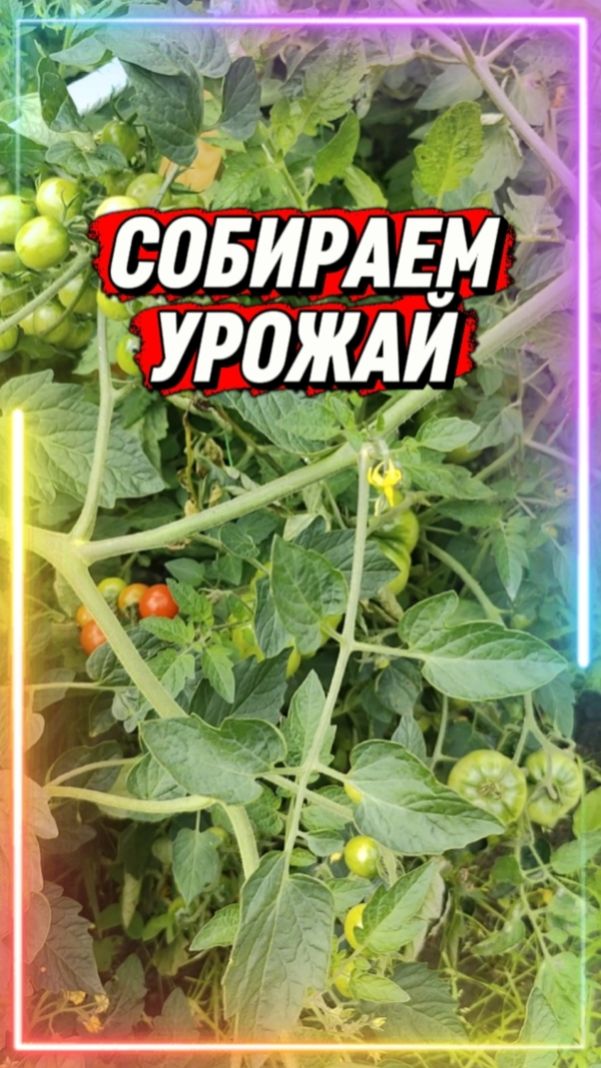 СБОР УРОЖАЯ НА УЧАСТКЕ МНОГОДЕТНОЙ СЕМЬИ.