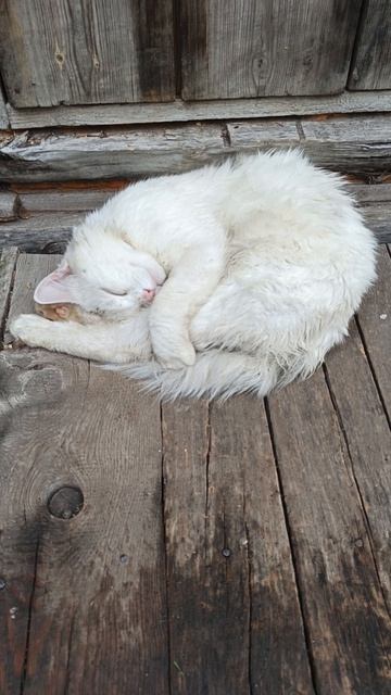 Как это мило Милашка котик
