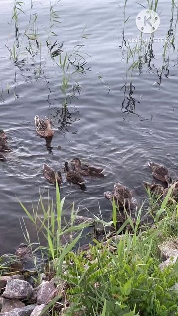 В чём разница утята или гусята только по цвету их можно определить 🦆