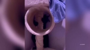 Colorful Cats, Cat Translator, Socially Awkward Cats, Food Thieves & Clingy Cats