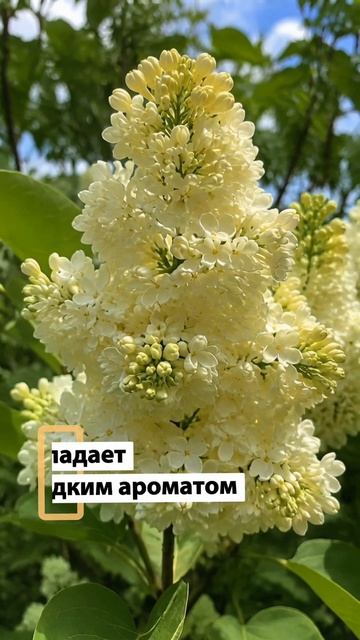 ЖЁЛТАЯ СИРЕНЬ СУЩЕСТВУЕТ? Обзор сорта Примроуз
