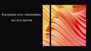 Кастрация кота: взвешиваем все за и против