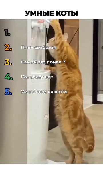 УМНЫЕ КОТЫ