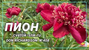 ПИОН «DON RICHARDSON»/Сад Ворошиловой