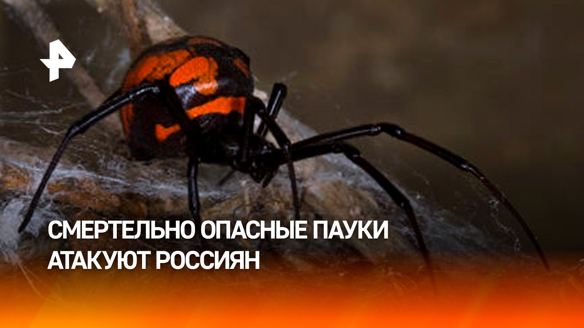 Десятки случаев укуса каракурта зафиксировали в России