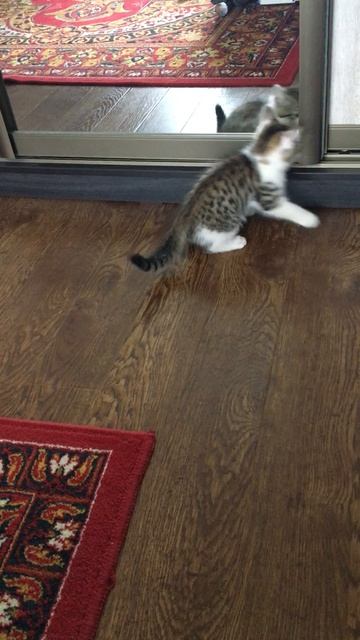 Муся и котята