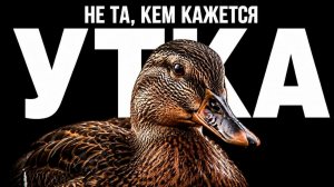 ЧТО СКРЫВАЕТ ОБЫЧНАЯ УТКА?