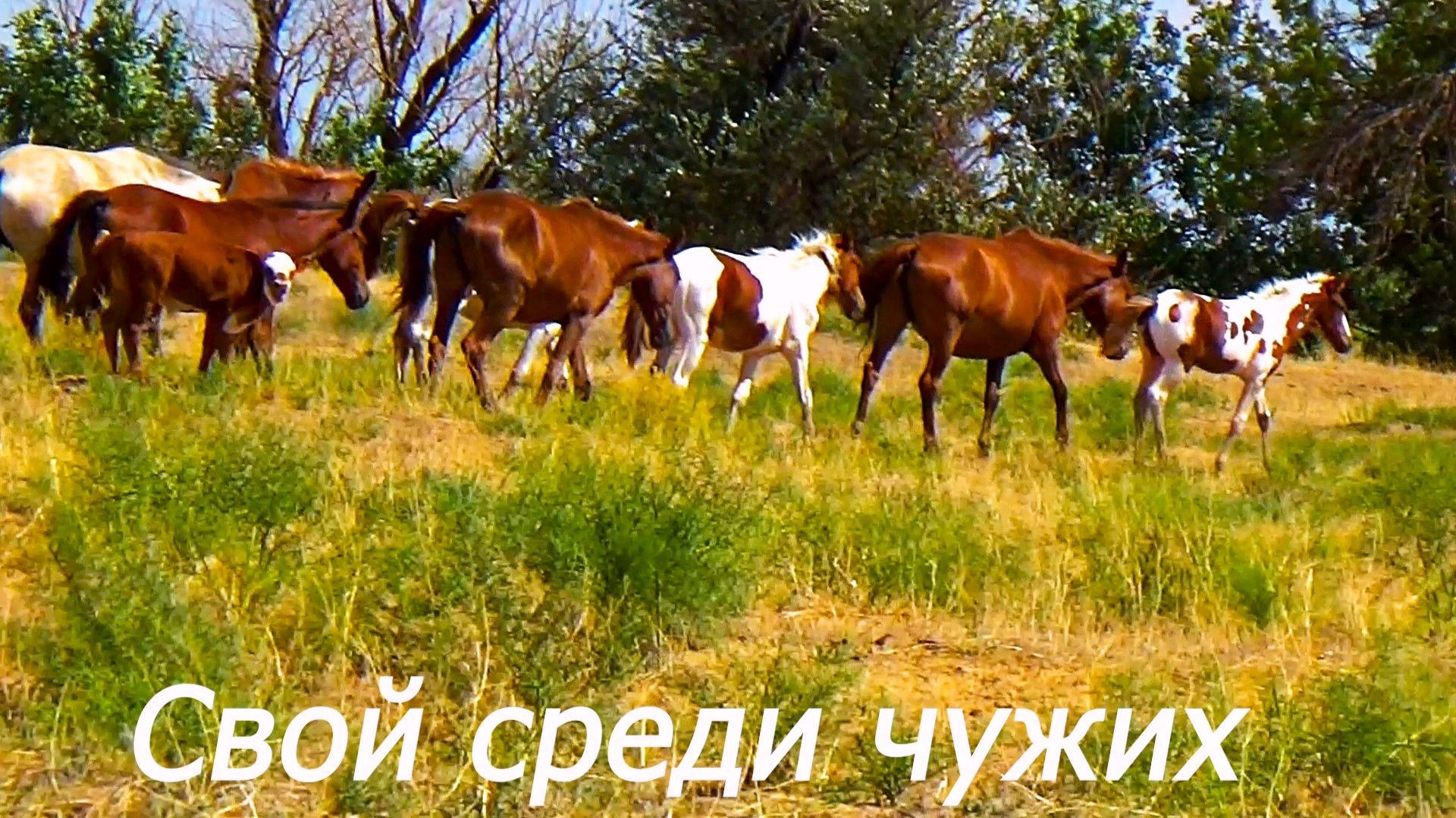 Свой среди чужих