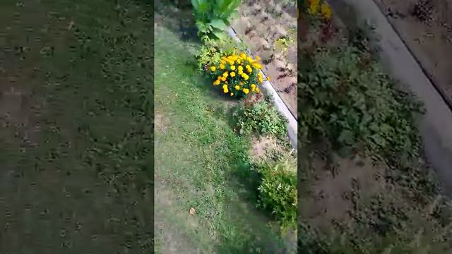 Дача. Цветы.