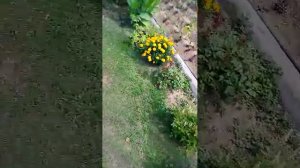 Дача. Цветы.