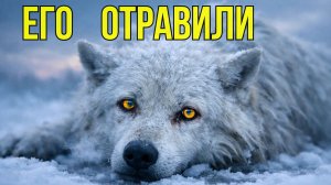 Старик нашел ВОЛКА умирающим на льду. Причина заставит вас СОДРОГНУТЬСЯ!