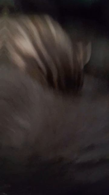 ЭДИТ НА КОТЯТ