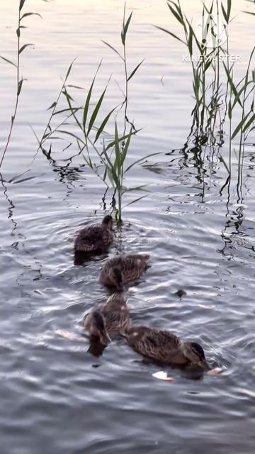 Вольная птица в частности утка плавает где хочется 🦆
