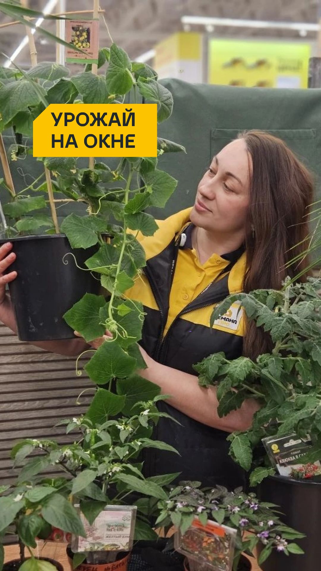 Урожай на окне