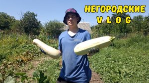 Собираем кабачки ведрами! 31.07.26
