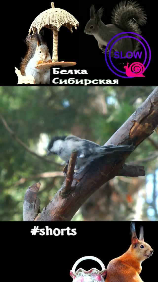 Гаичка стучит по семечке замедленно