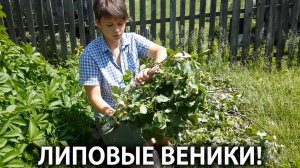 Ты и баню топить умеешь? (Часть первая). Липовые веники для настоящей бани