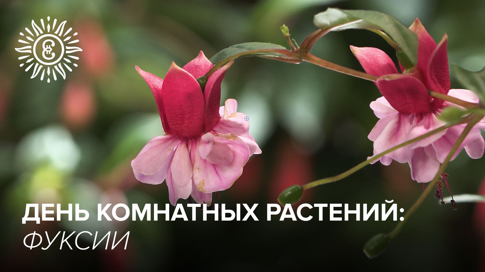 День комнатных растений: Фуксии