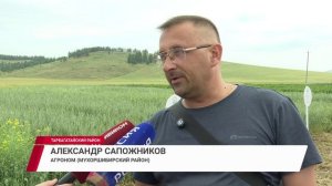 150 квадратов посевов, 65 культур и десятки агрономов. Как в Бурятии отметили День поля?
