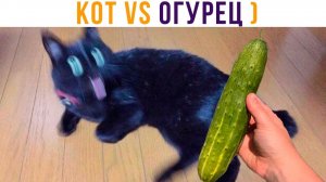 КОТ VS ОГУРЕЦ)) Приколы с котами