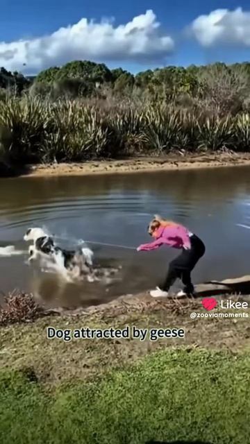 Собаки 🐕 🐶 🦮 подстовлики!!!